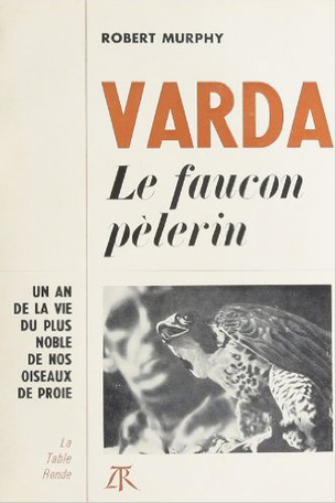 Varda, le faucon pèlerin